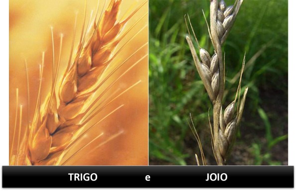 A parábola do trigo e do joio – PARE! LEIA! REFLITA! PRATIQUE!
